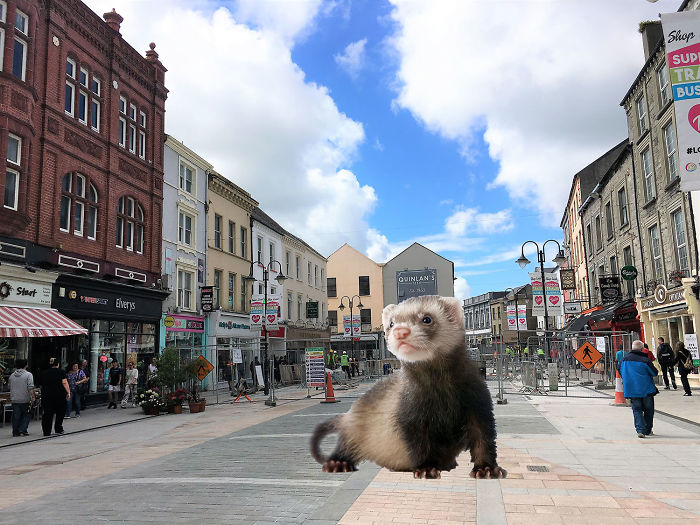 Digital-Art-Contest-Oversized-Animals-Designcrowd