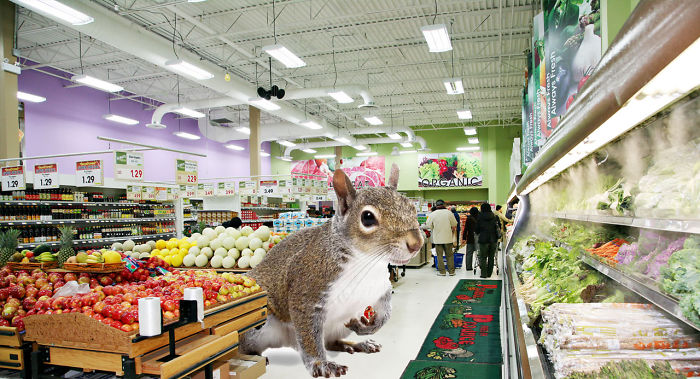 Digital-Art-Contest-Oversized-Animals-Designcrowd