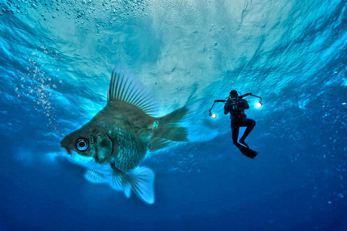 Digital-Art-Contest-Oversized-Animals-Designcrowd