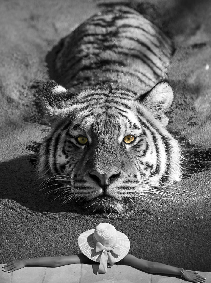 Digital-Art-Contest-Oversized-Animals-Designcrowd