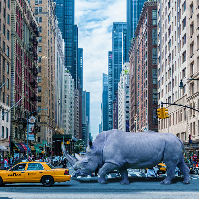 Digital-Art-Contest-Oversized-Animals-Designcrowd