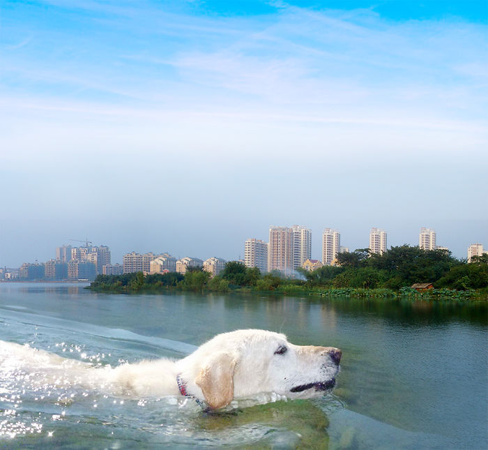 Digital-Art-Contest-Oversized-Animals-Designcrowd