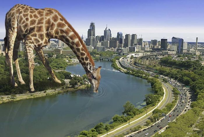 Digital-Art-Contest-Oversized-Animals-Designcrowd