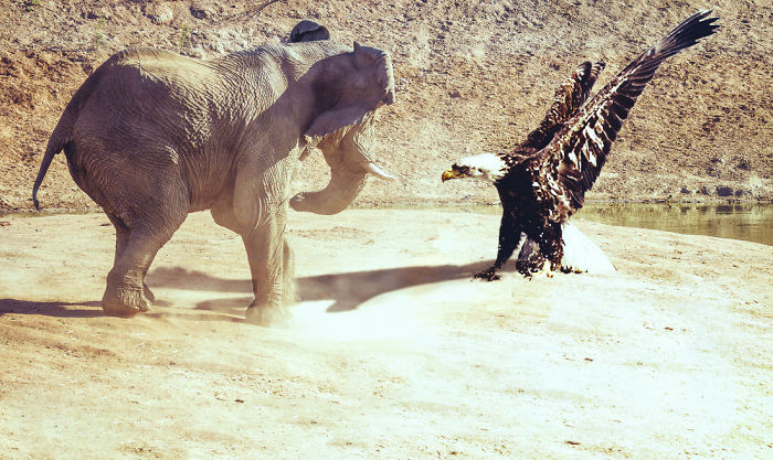 Digital-Art-Contest-Oversized-Animals-Designcrowd