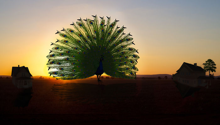 Digital-Art-Contest-Oversized-Animals-Designcrowd