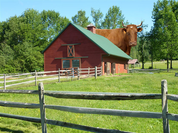 Digital-Art-Contest-Oversized-Animals-Designcrowd