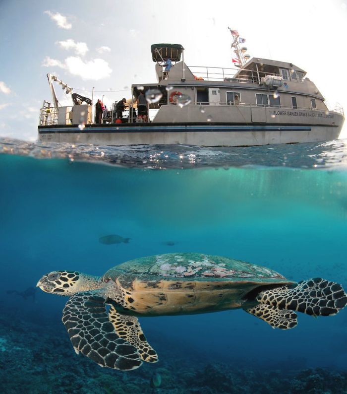 Digital-Art-Contest-Oversized-Animals-Designcrowd