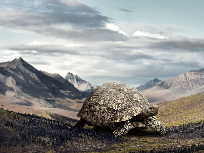 Digital-Art-Contest-Oversized-Animals-Designcrowd