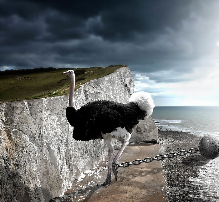 Digital-Art-Contest-Oversized-Animals-Designcrowd