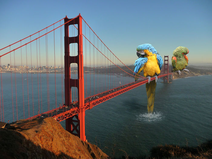 Digital-Art-Contest-Oversized-Animals-Designcrowd