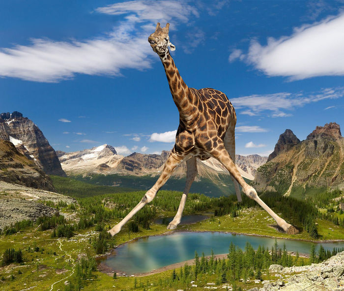 Digital-Art-Contest-Oversized-Animals-Designcrowd