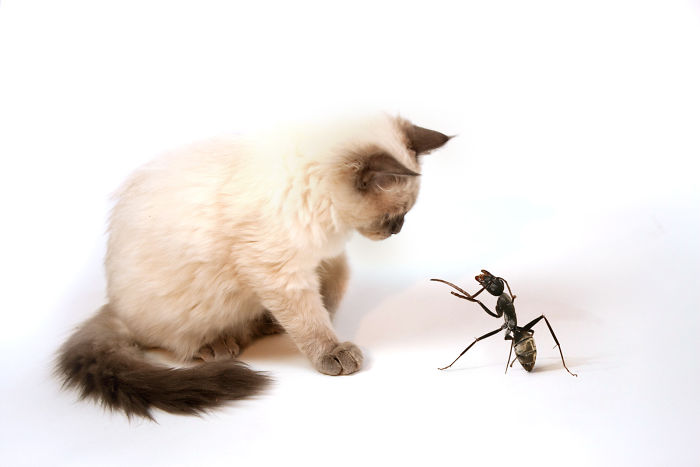 Digital-Art-Contest-Oversized-Animals-Designcrowd