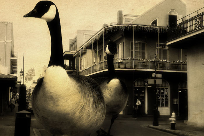 Digital-Art-Contest-Oversized-Animals-Designcrowd