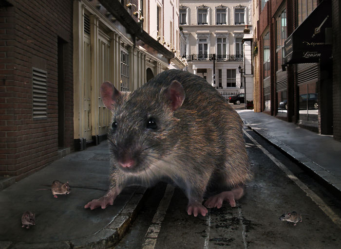 Digital-Art-Contest-Oversized-Animals-Designcrowd