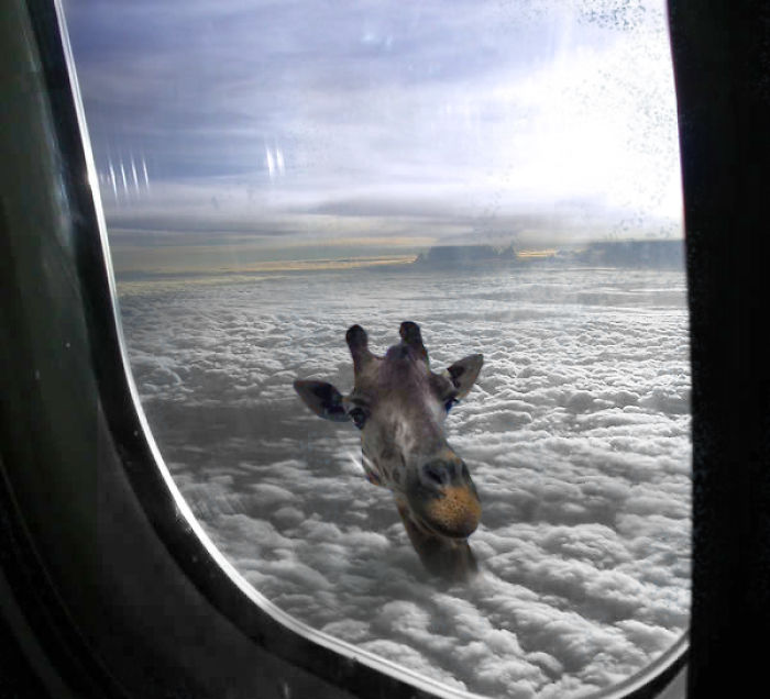 Digital-Art-Contest-Oversized-Animals-Designcrowd