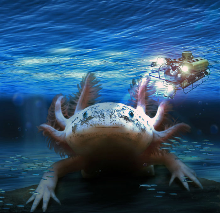 Digital-Art-Contest-Oversized-Animals-Designcrowd