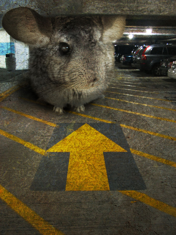 Digital-Art-Contest-Oversized-Animals-Designcrowd