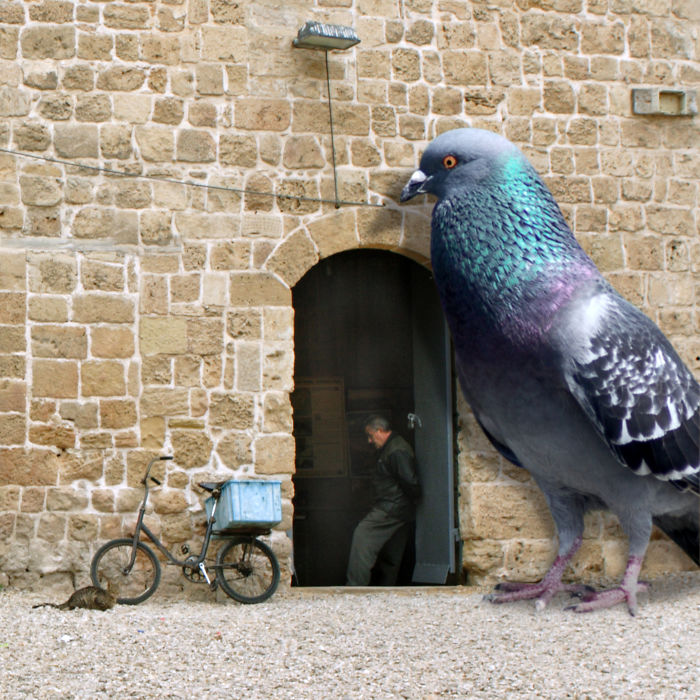 Digital-Art-Contest-Oversized-Animals-Designcrowd