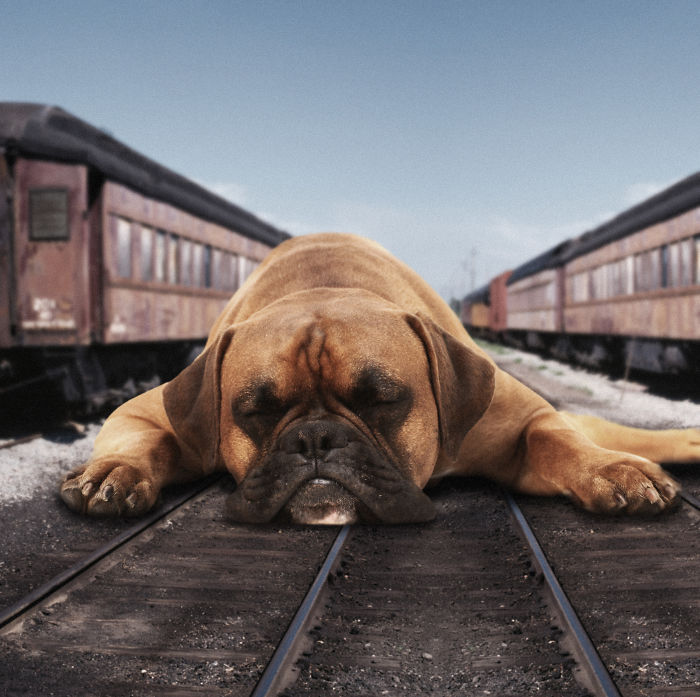 Digital-Art-Contest-Oversized-Animals-Designcrowd