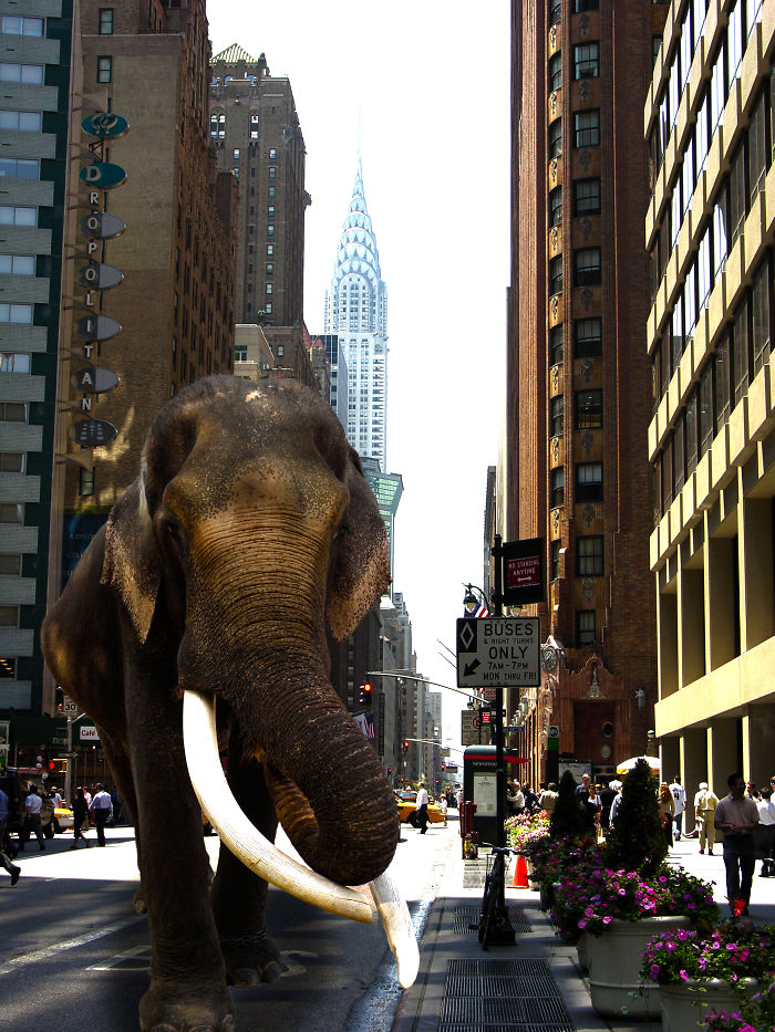 Digital-Art-Contest-Oversized-Animals-Designcrowd