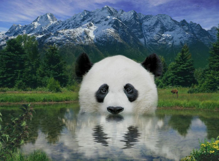 Digital-Art-Contest-Oversized-Animals-Designcrowd