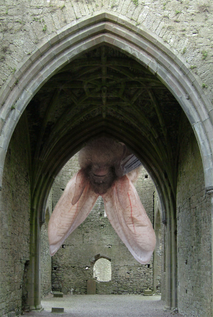 Digital-Art-Contest-Oversized-Animals-Designcrowd