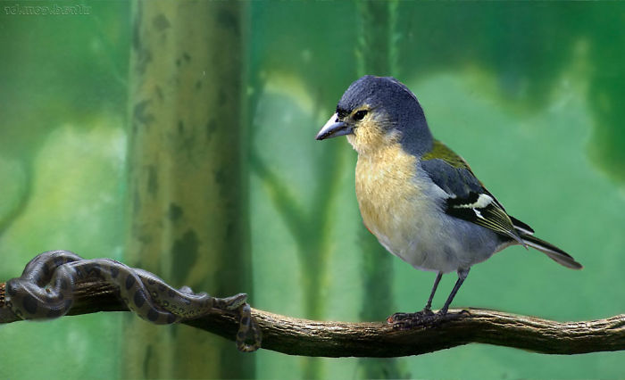 Digital-Art-Contest-Oversized-Animals-Designcrowd