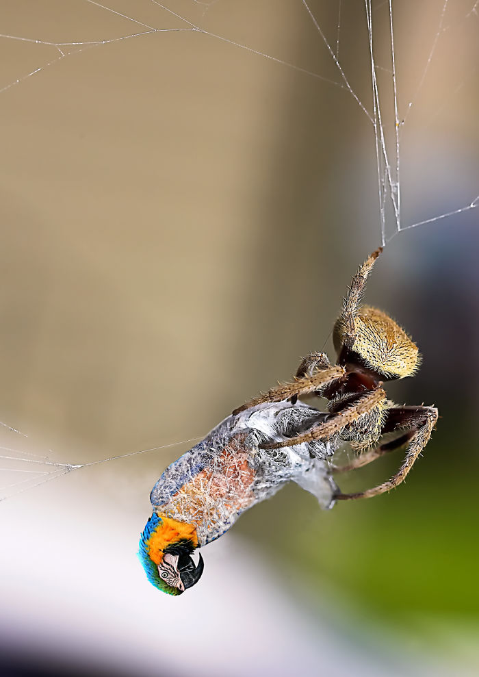 Digital-Art-Contest-Oversized-Animals-Designcrowd