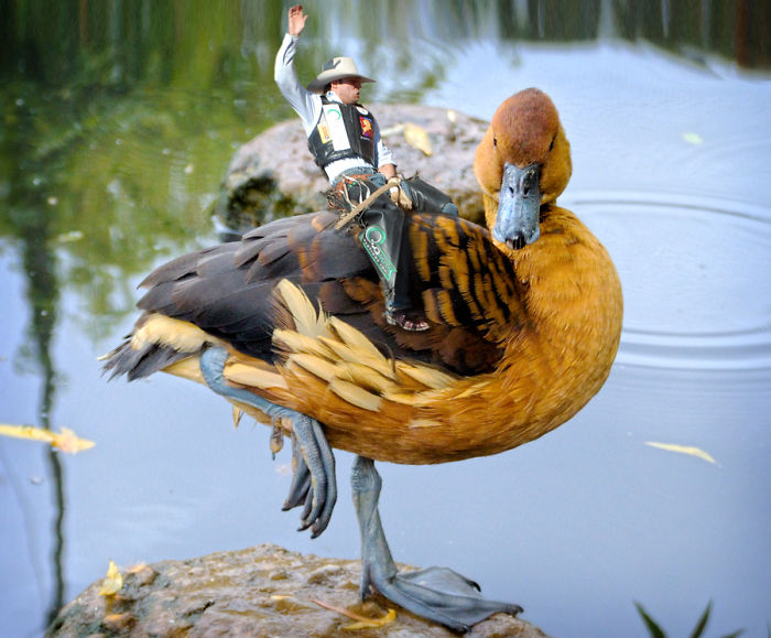 Digital-Art-Contest-Oversized-Animals-Designcrowd