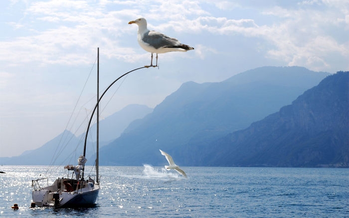 Digital-Art-Contest-Oversized-Animals-Designcrowd