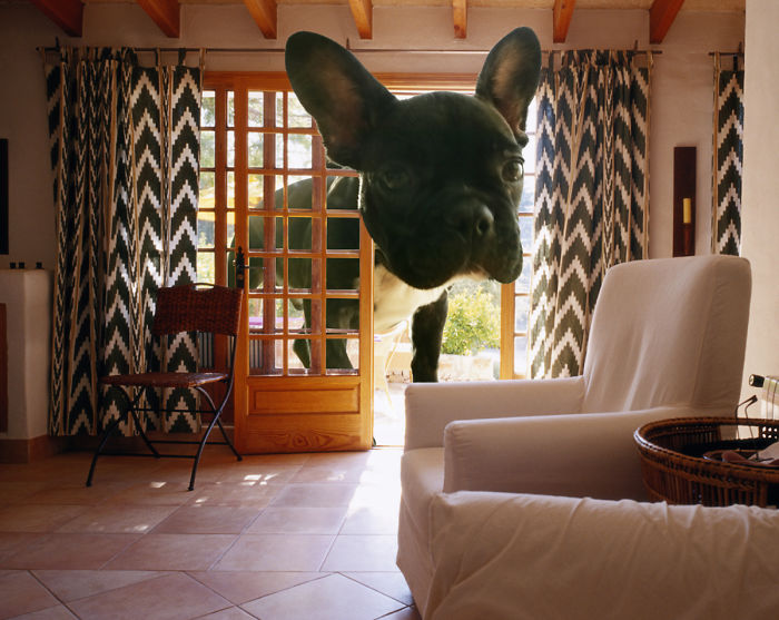 Digital-Art-Contest-Oversized-Animals-Designcrowd