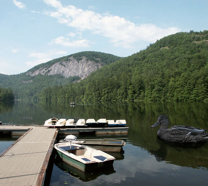 Digital-Art-Contest-Oversized-Animals-Designcrowd