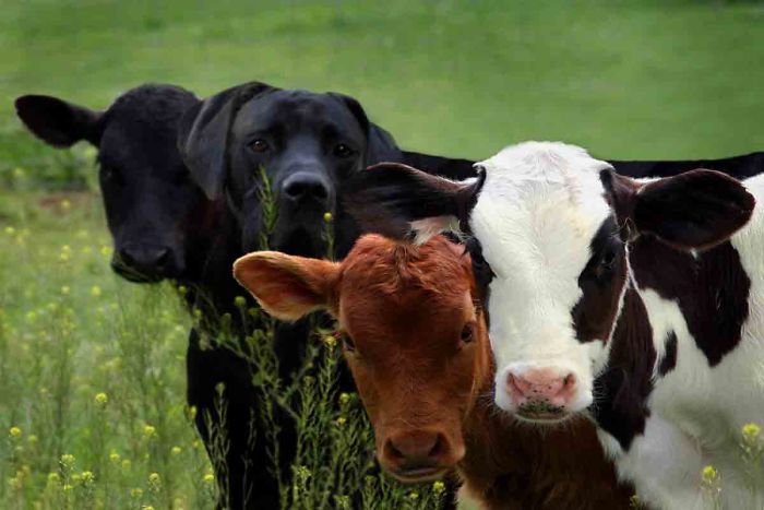 Digital-Art-Contest-Oversized-Animals-Designcrowd