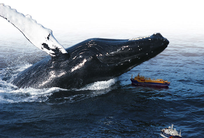 Digital-Art-Contest-Oversized-Animals-Designcrowd