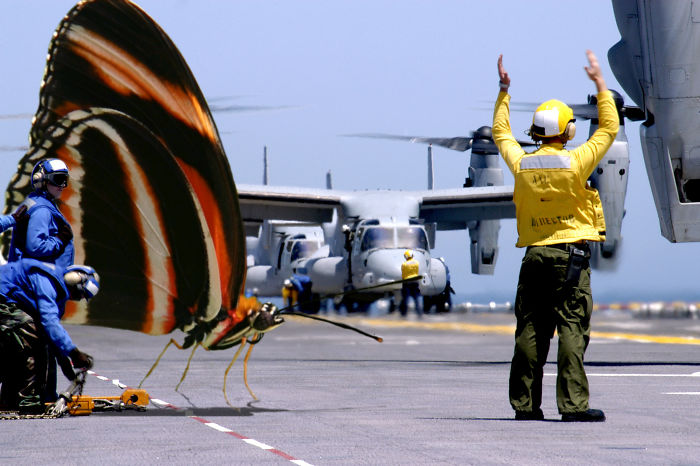 Digital-Art-Contest-Oversized-Animals-Designcrowd