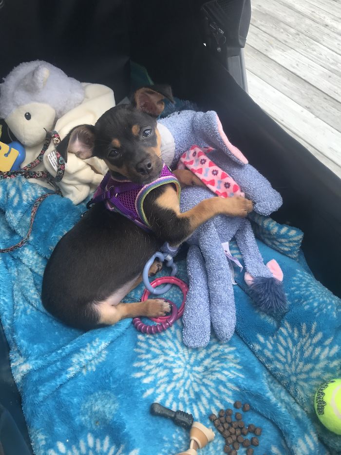 What You Lookin At? Just A Pup In A Stroller With Her Toys. Nothing To See Here!