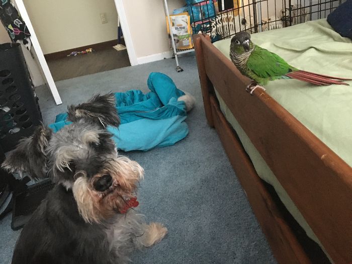 My Little Pup Meeting My Bird.😁