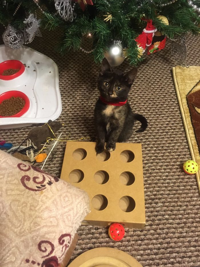 Foxy, Saved At 4 Weeks Old With Less Than 10% Chances Of Surviving. After Six Weeks Of Doctors She Is Thriving At 5