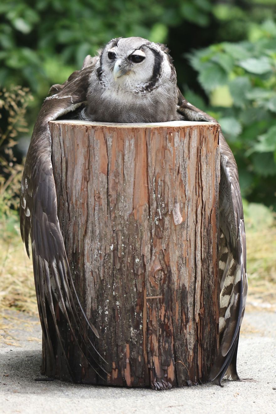 An Owl Named Calula &lsquo;Hugs&rsquo; A Log And Leaves The Internet Wondering Why