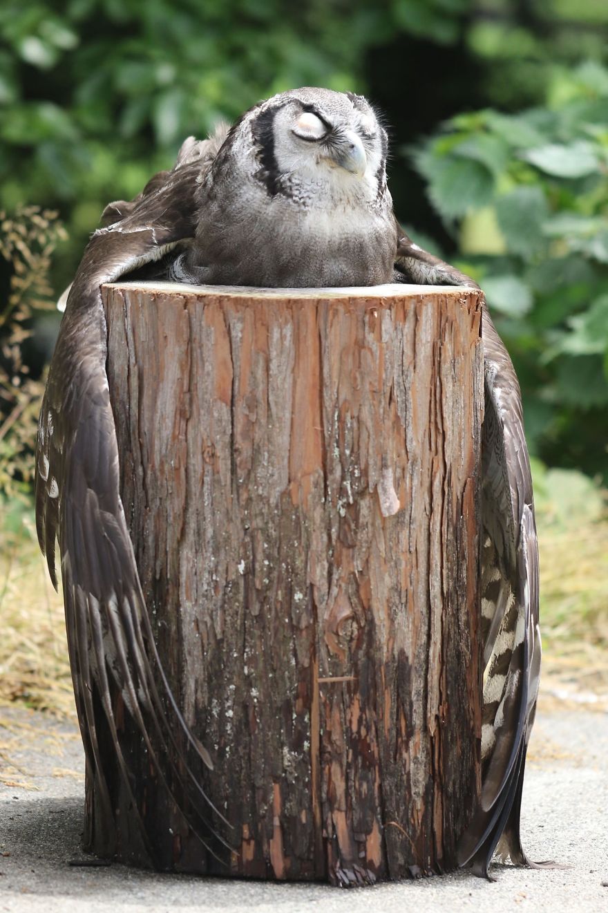 An Owl Named Calula ‘Hugs’ A Log And Leaves The Internet Wondering Why An Owl Named Calula ‘Hugs’ A Log And Leaves The Internet Wondering Why
