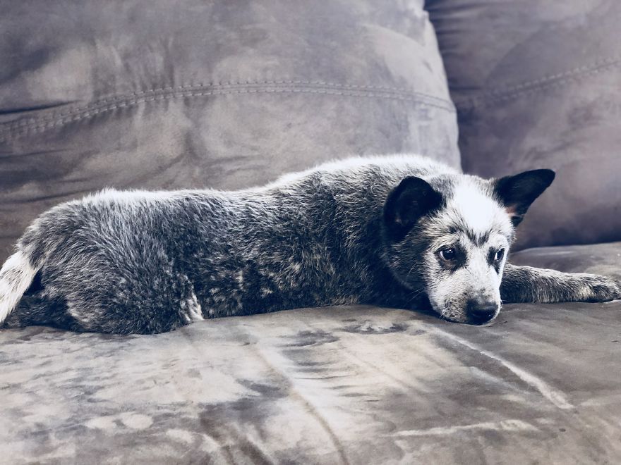 Types Of Doggos In This World