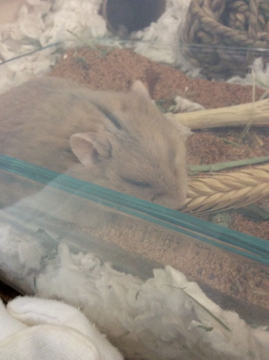 My Hamster Is The Cutest My Hamster Is The Cutest