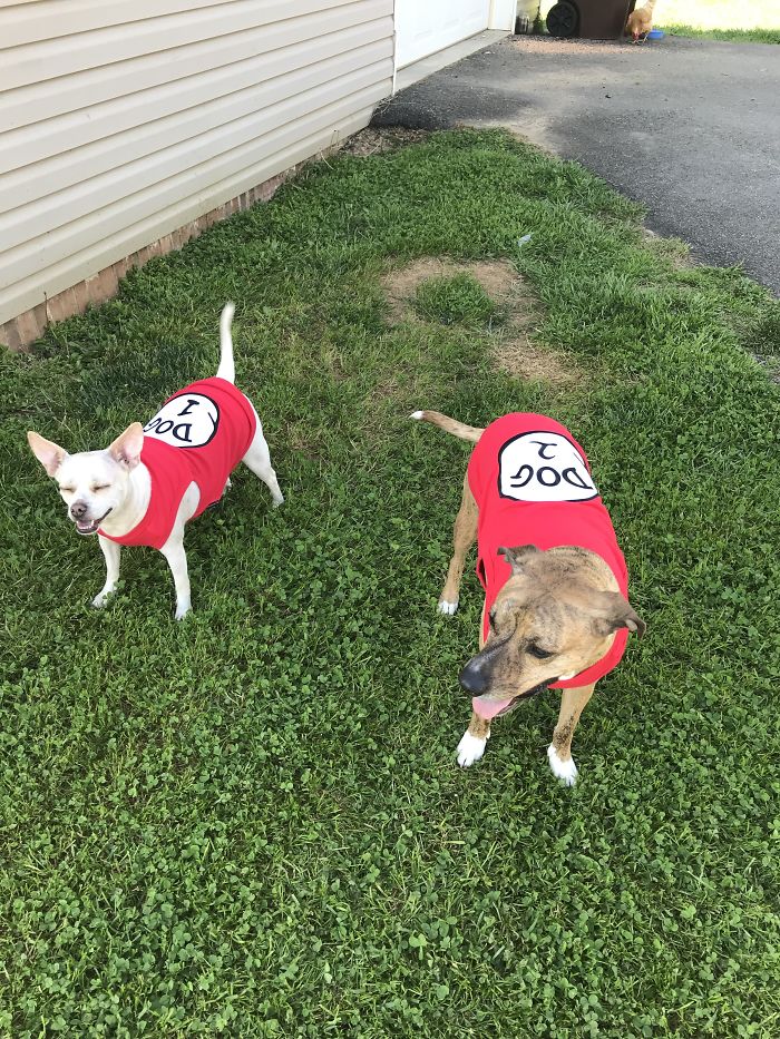 Dog 1 Tippy And Dog 2 Nestle