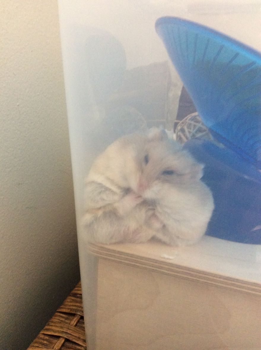 My Hamster Is The Cutest