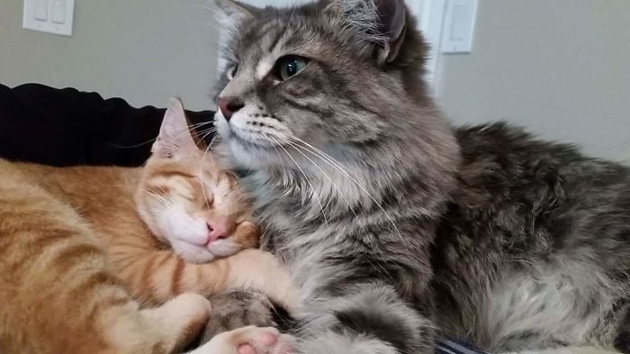 Pancake And Jack Meowington