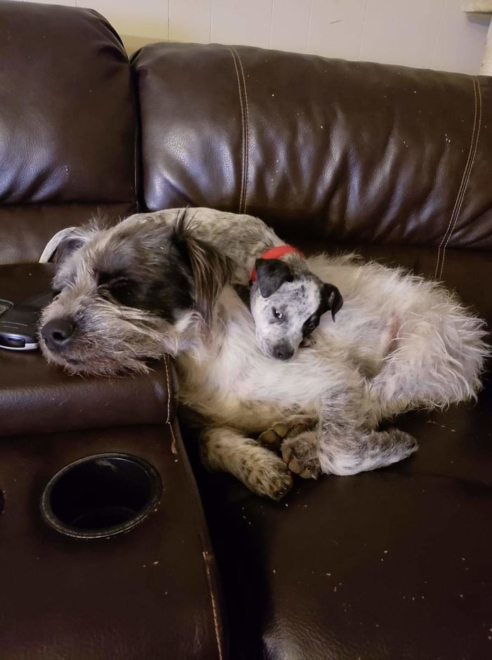 We Weren't Sure Our Older Dog (Petey) Could Like The New Puppy (Pebbles)