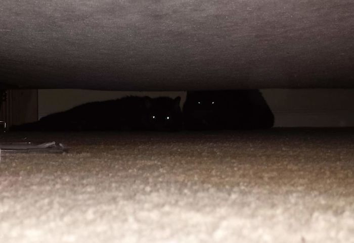 Shelter Sisters For Over 2 Years