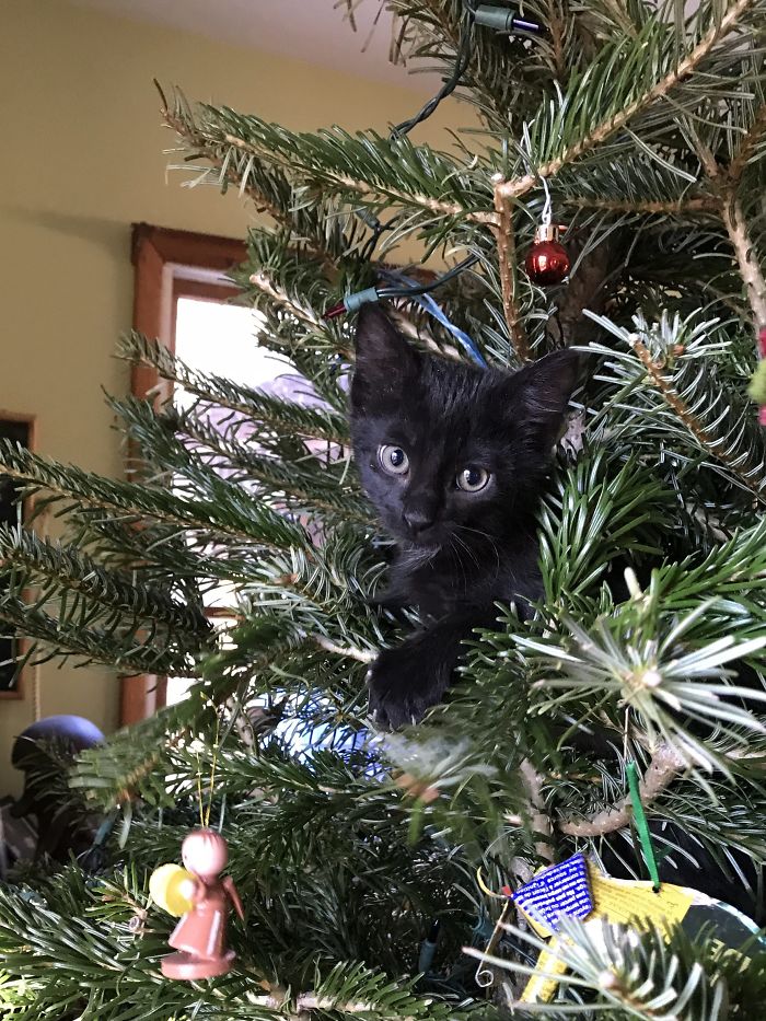 “I Don’t Always Climb Trees. But When I Do, I Make Sure I ‘Mew’ To Get Helped Down....”