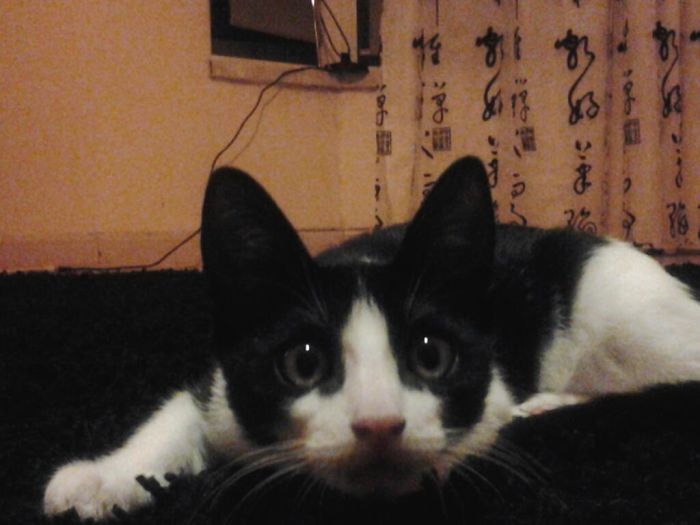 My First Cat Discovering The World When He Was 3 Months