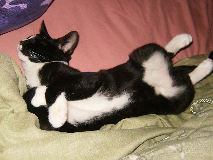 This Is Jack Aka Jackie. He Loves To Snuggle & Give Kisses. Here He Is When He Was A Baby. He Is Now 9 Yrs Old